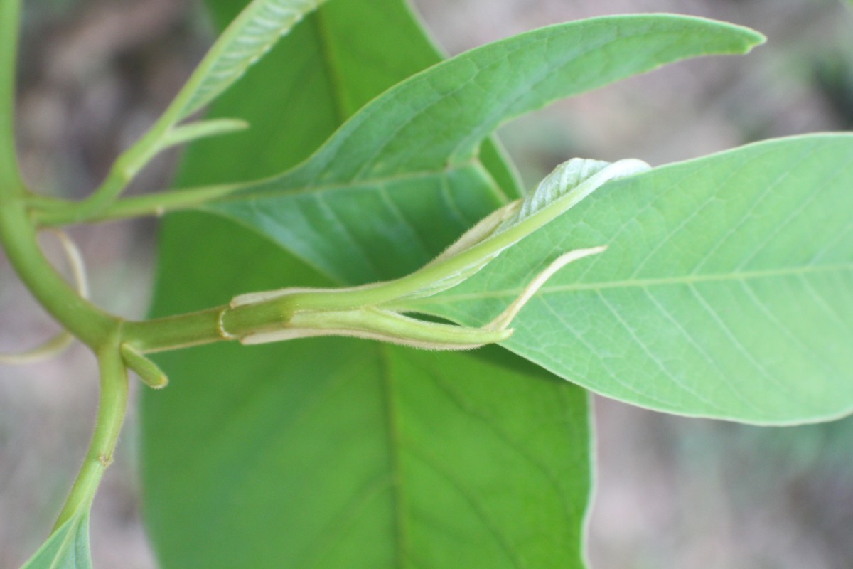 Magnolia champaca (L.) Baill. ex Pierre